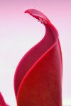 Heliamphora ceracea (Cerro Neblina) - kliknij aby zobaczyć zdjęcie. Heliamphora ceracea (Cerro Neblina)