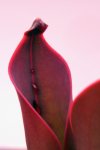 Heliamphora ceracea (Cerro Neblina) - kliknij aby zobaczyć zdjęcie. Heliamphora ceracea (Cerro Neblina)