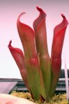 Heliamphora ceracea (Cerro Neblina) - kliknij aby zobaczyć zdjęcie. Heliamphora ceracea (Cerro Neblina)
