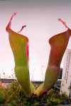 Heliamphora neblinae (Avispa) - kliknij aby zobaczyć zdjęcie. Heliamphora neblinae (Avispa)