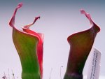 Heliamphora neblinae (Avispa) - kliknij aby zobaczyć zdjęcie. Heliamphora neblinae (Avispa)