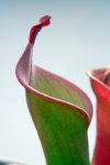 Heliamphora neblinae (Avispa) - kliknij aby zobaczyć zdjęcie. Heliamphora neblinae (Avispa)