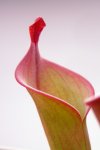 Heliamphora neblinae (Avispa) - kliknij aby zobaczyć zdjęcie. Heliamphora neblinae (Avispa)