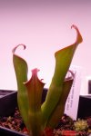 Heliamphora neblinae (Cerro Neblina, Braz. Ven.) - kliknij aby zobaczyć zdjęcie. Heliamphora neblinae (Cerro Neblina, Braz. Ven.)