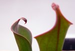 Heliamphora neblinae (Cerro Neblina, Braz. Ven.) - kliknij aby zobaczyć zdjęcie. Heliamphora neblinae (Cerro Neblina, Braz. Ven.)