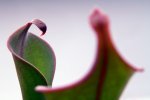 Heliamphora neblinae (Cerro Neblina, Braz. Ven.) - kliknij aby zobaczyć zdjęcie. Heliamphora neblinae (Cerro Neblina, Braz. Ven.)