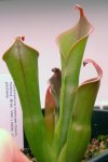 Heliamphora neblinae (Cerro Neblina, Braz. Ven.) - kliknij aby zobaczyć zdjęcie. Heliamphora neblinae (Cerro Neblina, Braz. Ven.)