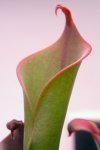 Heliamphora neblinae (Cerro Neblina, Braz. Ven.) - kliknij aby zobaczyć zdjęcie. Heliamphora neblinae (Cerro Neblina, Braz. Ven.)