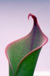 Heliamphora neblinae (Cerro Neblina, Braz. Ven.) - kliknij aby zobaczyć zdjęcie. Heliamphora neblinae (Cerro Neblina, Braz. Ven.)