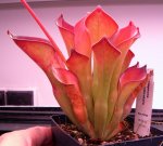 Heliamphora exappendiculata (Amuri Tepui) - kliknij aby zobaczyć zdjęcie. Heliamphora exappendiculata (Amuri Tepui)