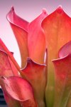 Heliamphora exappendiculata (Amuri Tepui) - kliknij aby zobaczyć zdjęcie. Heliamphora exappendiculata (Amuri Tepui)