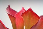 Heliamphora exappendiculata (Amuri Tepui) - kliknij aby zobaczyć zdjęcie. Heliamphora exappendiculata (Amuri Tepui)