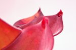 Heliamphora exappendiculata (Amuri Tepui) - kliknij aby zobaczyć zdjęcie. Heliamphora exappendiculata (Amuri Tepui)