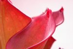 Heliamphora exappendiculata (Amuri Tepui) - kliknij aby zobaczyć zdjęcie. Heliamphora exappendiculata (Amuri Tepui)