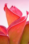 Heliamphora exappendiculata (Amuri Tepui) - kliknij aby zobaczyć zdjęcie. Heliamphora exappendiculata (Amuri Tepui)