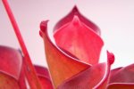 Heliamphora exappendiculata (Amuri Tepui) - kliknij aby zobaczyć zdjęcie. Heliamphora exappendiculata (Amuri Tepui)