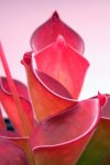 Heliamphora exappendiculata (Amuri Tepui) - kliknij aby zobaczyć zdjęcie. Heliamphora exappendiculata (Amuri Tepui)