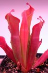Heliamphora huberi (Amuri Tepui) - kliknij aby zobaczyć zdjęcie. Heliamphora huberi (Amuri Tepui)