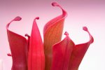 Heliamphora huberi (Amuri Tepui) - kliknij aby zobaczyć zdjęcie. Heliamphora huberi (Amuri Tepui)