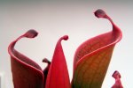 Heliamphora huberi (Amuri Tepui) - kliknij aby zobaczyć zdjęcie. Heliamphora huberi (Amuri Tepui)