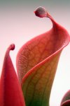 Heliamphora huberi (Amuri Tepui) - kliknij aby zobaczyć zdjęcie. Heliamphora huberi (Amuri Tepui)