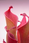 Heliamphora huberi (Amuri Tepui) - kliknij aby zobaczyć zdjęcie. Heliamphora huberi (Amuri Tepui)