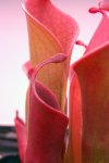 Heliamphora huberi (Amuri Tepui) - kliknij aby zobaczyć zdjęcie. Heliamphora huberi (Amuri Tepui)