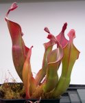 Heliamphora Tequila - kliknij aby zobaczyć zdjęcie. Heliamphora Tequila