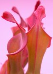 Heliamphora Tequila - kliknij aby zobaczyć zdjęcie. Heliamphora Tequila