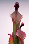Heliamphora Tequila - kliknij aby zobaczyć zdjęcie. Heliamphora Tequila