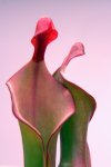 Heliamphora Tequila - kliknij aby zobaczyć zdjęcie. Heliamphora Tequila