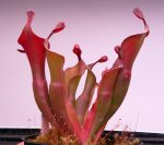 Heliamphora Tequila - kliknij aby zobaczyć zdjęcie. Heliamphora Tequila