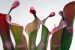 Heliamphora Tequila - kliknij aby zobaczyć zdjęcie. Heliamphora Tequila