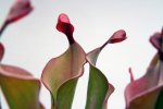 Heliamphora Tequila - kliknij aby zobaczyć zdjęcie. Heliamphora Tequila