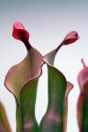 Heliamphora Tequila - kliknij aby zobaczyć zdjęcie. Heliamphora Tequila