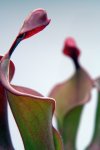Heliamphora Tequila - kliknij aby zobaczyć zdjęcie. Heliamphora Tequila