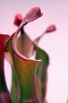 Heliamphora Tequila - kliknij aby zobaczyć zdjęcie. Heliamphora Tequila