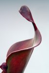 Heliamphora Tequila - kliknij aby zobaczyć zdjęcie. Heliamphora Tequila