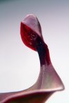 Heliamphora Tequila - kliknij aby zobaczyć zdjęcie. Heliamphora Tequila