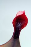 Heliamphora Tequila - kliknij aby zobaczyć zdjęcie. Heliamphora Tequila
