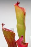 Heliamphora folliculata (Murosipan Tepui, Ven.) - kliknij aby zobaczyć zdjęcie. Heliamphora folliculata (Murosipan Tepui, Ven.)