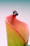 Heliamphora folliculata (Murosipan Tepui, Ven.) - kliknij aby zobaczyć zdjęcie. Heliamphora folliculata (Murosipan Tepui, Ven.)