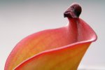 Heliamphora folliculata (Murosipan Tepui, Ven.) - kliknij aby zobaczyć zdjęcie. Heliamphora folliculata (Murosipan Tepui, Ven.)