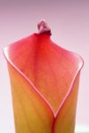 Heliamphora folliculata (Murosipan Tepui, Ven.) - kliknij aby zobaczyć zdjęcie. Heliamphora folliculata (Murosipan Tepui, Ven.)
