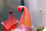 Heliamphora nutans - kliknij aby zobaczyć zdjęcie. Heliamphora nutans