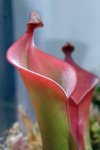 Heliamphora nutans - kliknij aby zobaczyć zdjęcie. Heliamphora nutans