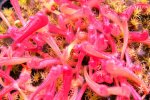 Heliamphora tatei var. tatei (Cerro Duida) x folliculata (Aparaman Tepui) - kliknij aby zobaczyć zdjęcie. Heliamphora tatei var. tatei (Cerro Duida) x folliculata (Aparaman Tepui)