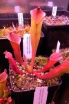 Heliamphora folliculata (Murosipan Tepui, Ven.) - kliknij aby zobaczyć zdjęcie. Heliamphora folliculata (Murosipan Tepui, Ven.)