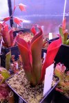 Heliamphora ceracea (Cerro Neblina) - kliknij aby zobaczyć zdjęcie. Heliamphora ceracea (Cerro Neblina)