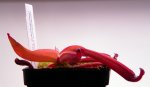 Heliamphora folliculata (Kamakawarai Tepui, Ven.) - kliknij aby zobaczyć zdjęcie. Heliamphora folliculata (Kamakawarai Tepui, Ven.)